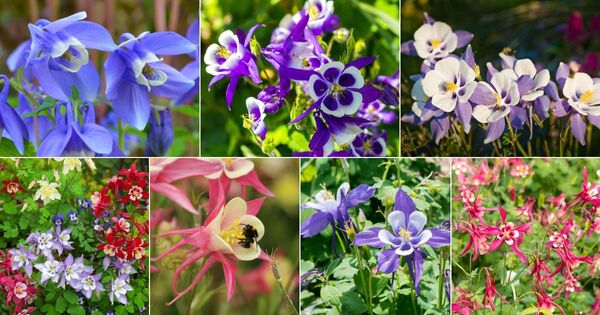 Aquilegia Sibirica: The Siberian Columbine – A Blue Gem for Your Garden