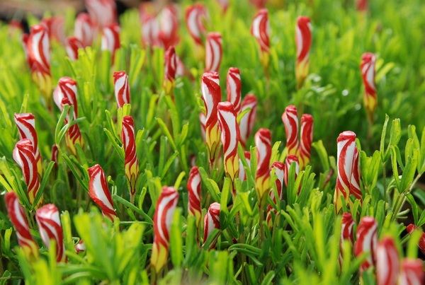 Oxalis Versicolor: The Stunning Two-Tone Ice Cream Shamrock for Your Garden