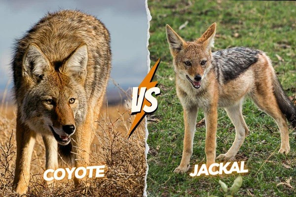 Jackal-and-coyote-fight (1).jpg