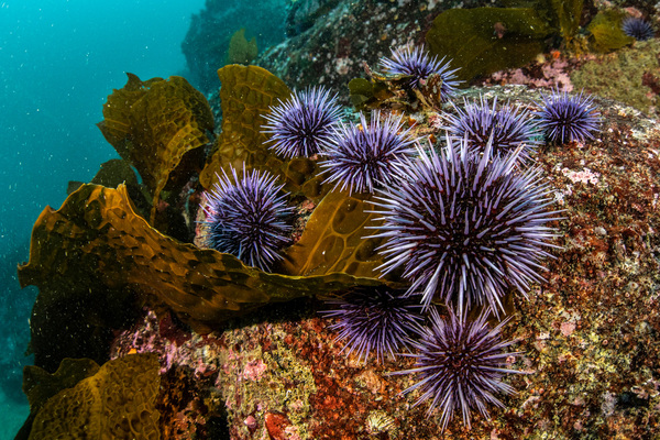 Sea Urchin