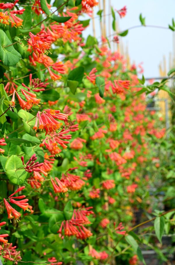 Dropmore Scarlet Honeysuckle (Lonicera × brownii 'Dropmore Scarlet'): The Ultimate Climbin