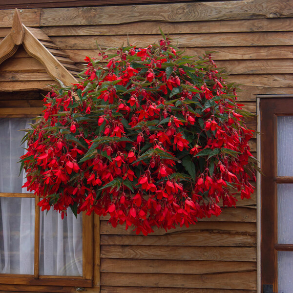 Begonia Sun Cities Santa Cruz Sunset: A Vibrant Choice for Your Garden