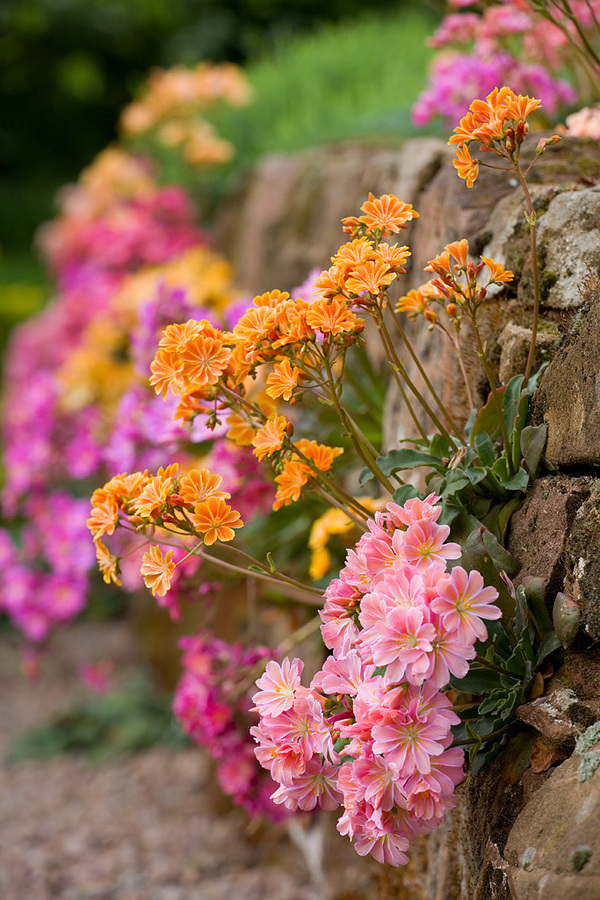 Discover the Resilient Beauty of Lewisia cotyledon: A Rainbow Bloom for Every Garden