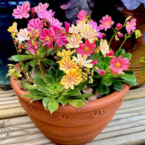 sm-23814-lewisia-cotyledon-t1-1024x1024.jpg