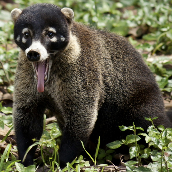 coatimundi