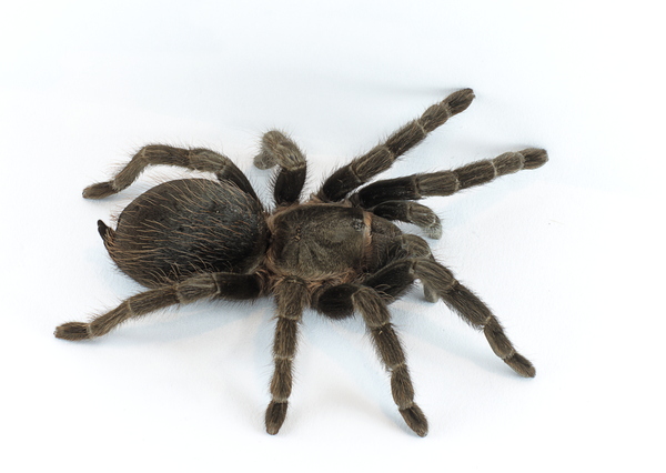 Tarantula Molting: What to Expect and How to Handle It