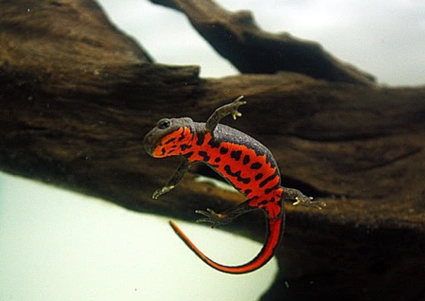 The Ultimate Guide to Fire Belly Newts: Care, Facts, and Tips