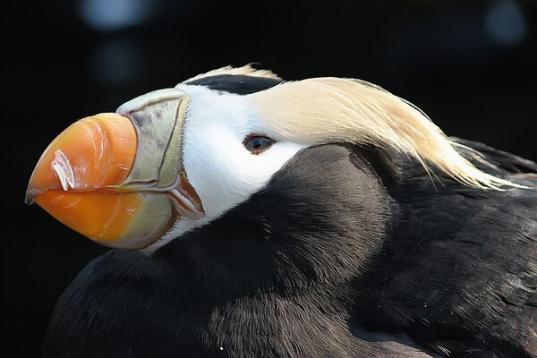 810px-Tufted_Puffin_(Fratercula_cirrhata).jpg