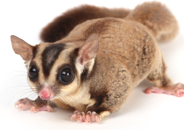 Sugar Gliders: The Ultimate Guide to These Adorable Pets