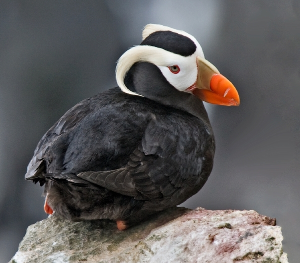 Fratercula cirrhata(Tufted puffin)