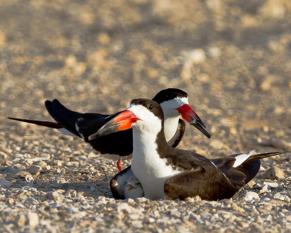 The Most Fascinating Birds With Unbelievable Beaks