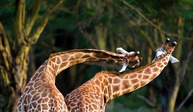 The Strange Way Giraffes Fight: A Deep Dive into Their Unique Combat Behavior