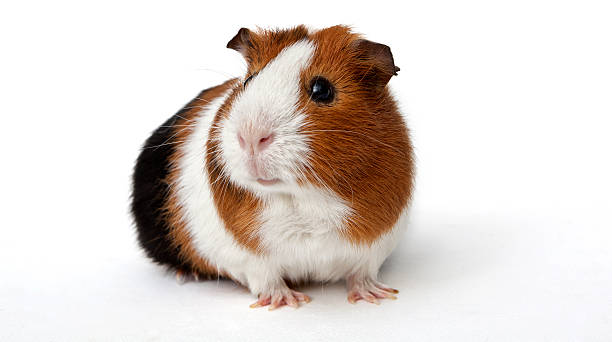 Things to Know Before Getting a Guinea Pig