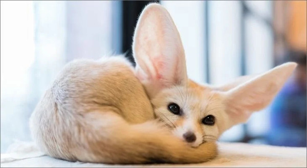 Should you keep a fennec fox as a pet?