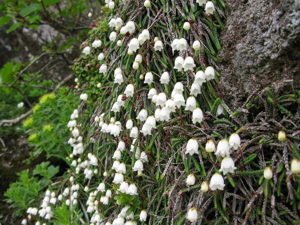 Cassiope_lycopodioides_6.jpg