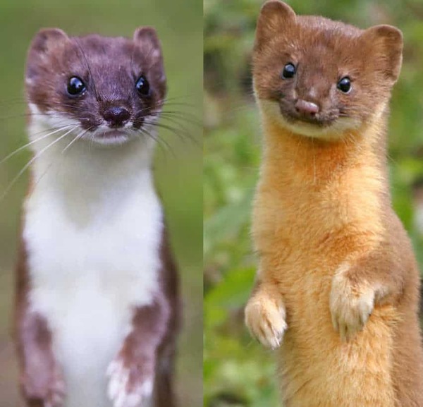 What is a stoat vs weasel: everything you need to know