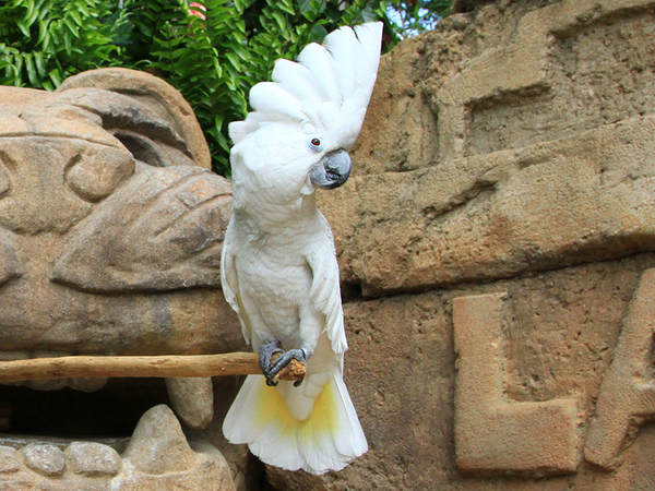 Popular pet cockatoo species: a complete guide to cockatoos as pets