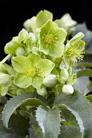 Helleborus argutifolius (lenten rose) – the winter garden’s resilient beauty