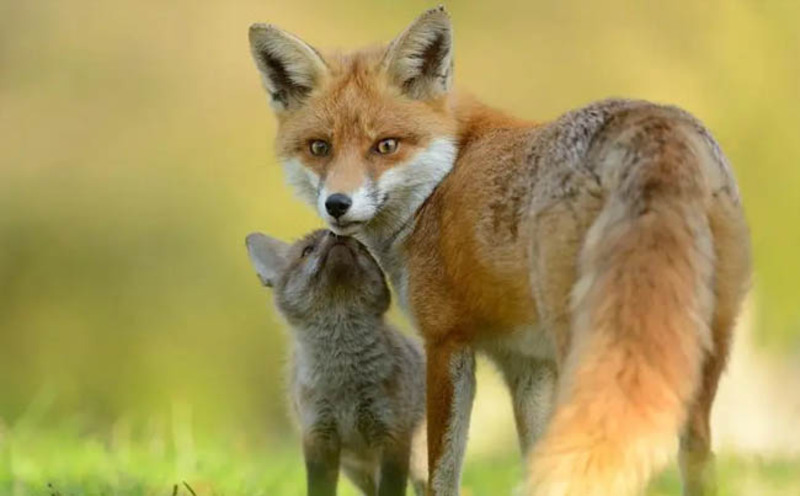 Types of foxes and their characteristics