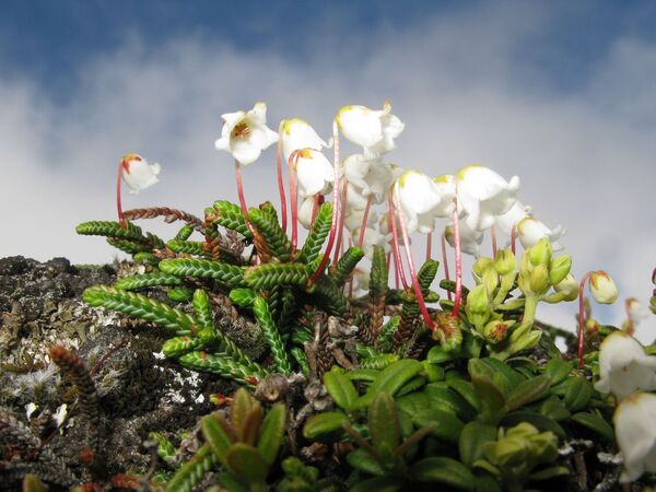 Cassiope selaginoides: the enchanting mountain gem