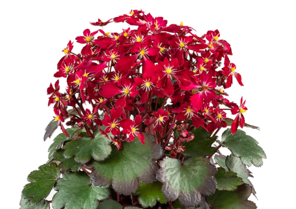 Saxifraga cortusifolia: the enchanting 