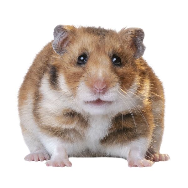 a beginner’s guide to popular hamster breeds: which one is right for you?