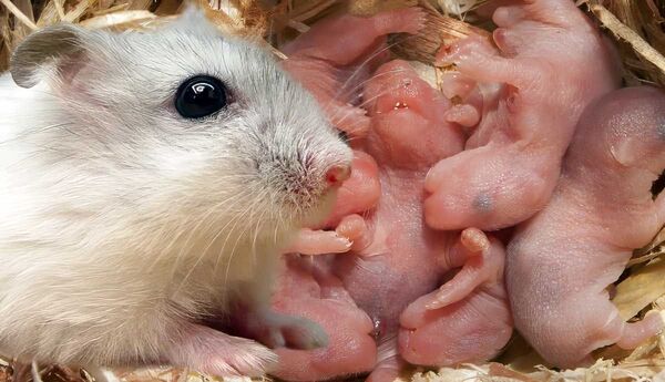 What to do if your hamster has babies: a complete guide for new hamster parents