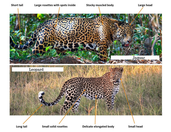 jaguar vs leopard: spotting the differences