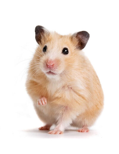 How to tame your hamster: a complete guide to building trust and bonding