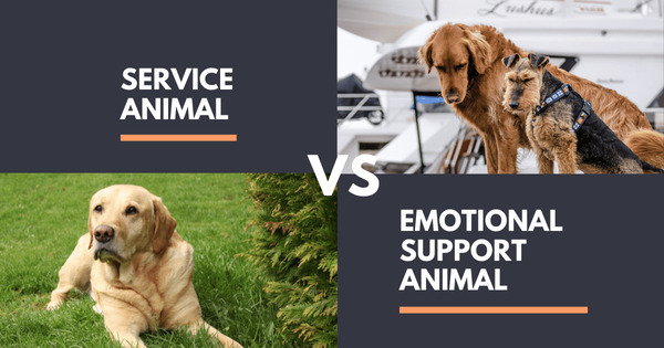 How to identify service animals vs emotional support animals