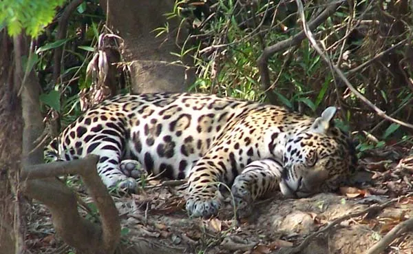 Exploring Jaguar Sleeping Habits: A Comprehensive Insight