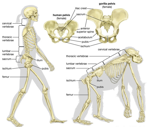 Human skeleton vs animal skeleton: a fascinating comparison