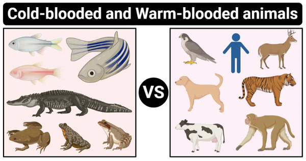 cold-bblooded animals vs warm-blooded animals: a complete guide