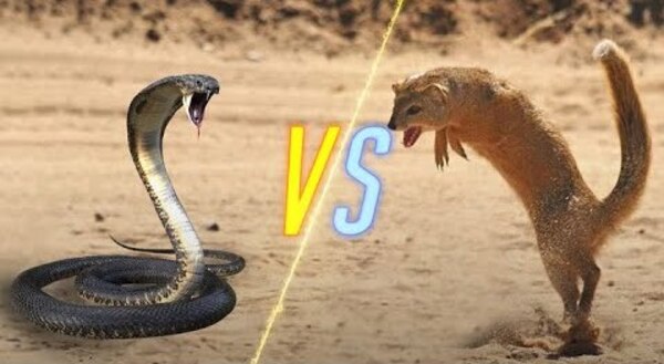 mongoose vs cobra: nature's ultimate rivalry explored