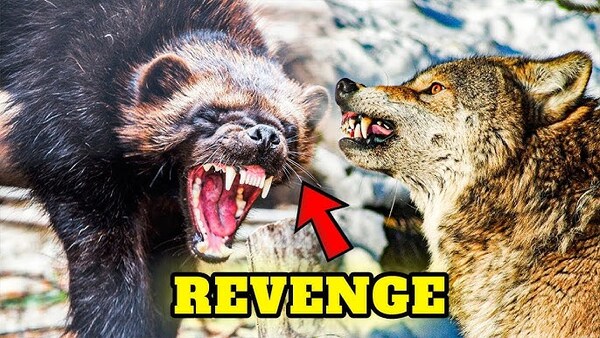 The ultimate showdown: wolverine vs bear vs wolf