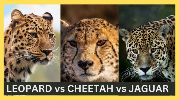 jaguar vs leopard vs cheetah: big cats face-off