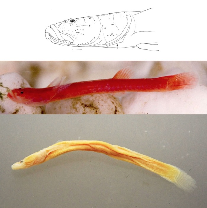 flower of the deep: hualien taiwanese sleeper goby (formosaneleotris hualienensis)