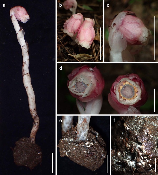 Monotropastrum_kirishimense-novataxa_2022-Suetsugu (1).jpg