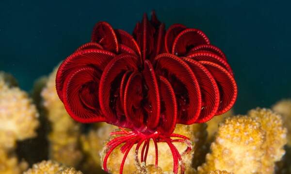 The enigmatic charm of the red feather starfish( antedon mediterranea)