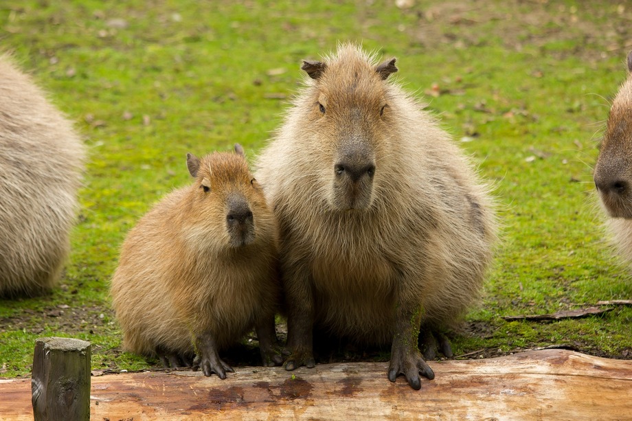 Capybara: The world's largest rodent