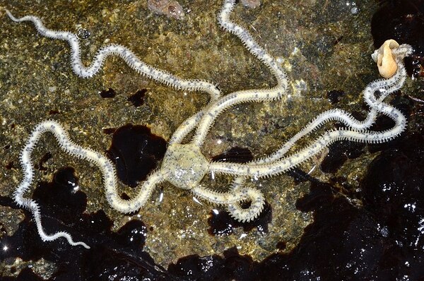 amphiodia occidentalis: the secretive creatures of the ocean