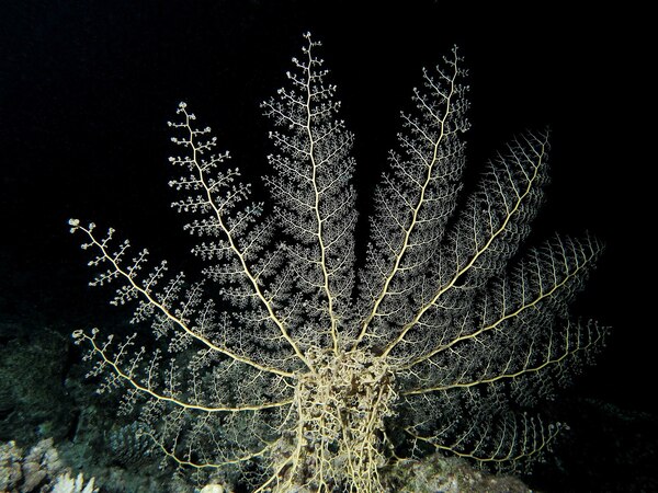 astroboa nuda: the enigmatic marine star