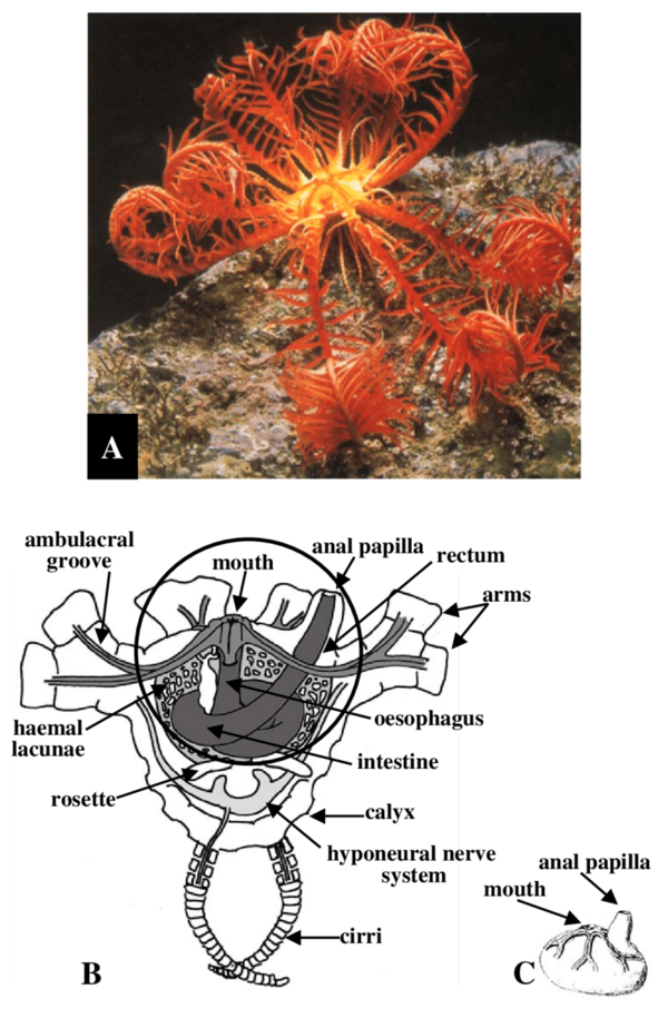 Antedon-mediterranea-A-Intact-specimen-B-General-anatomy-the-main-external-and.png