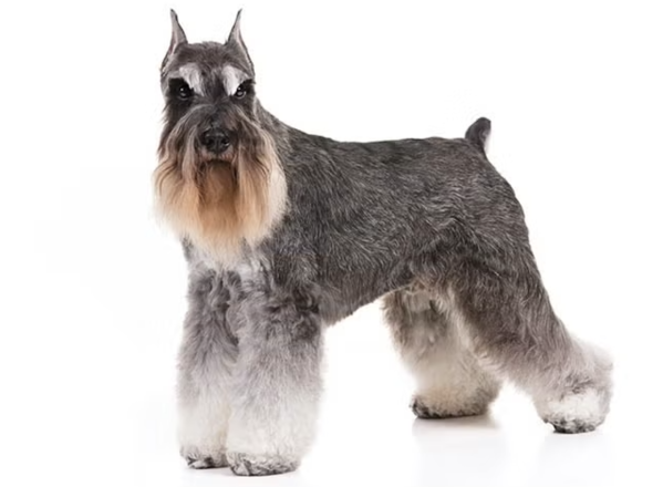 17 of the longest living dog breeds