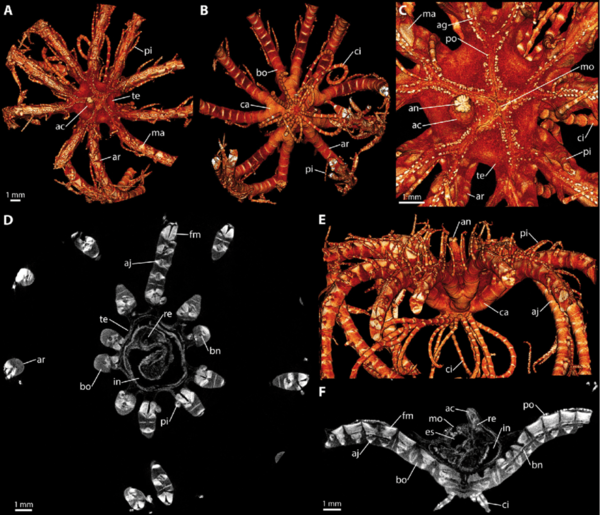 Contrast-enhanced-CT-of-the-feather-star-Antedon-bifida-The-images-show-results-from-a.png