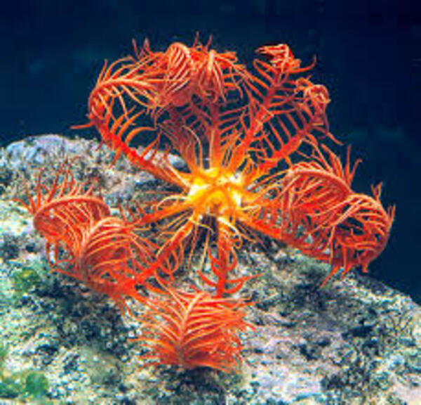 The Mediterranean Feather Star: Guardian of Marine Ecosystems