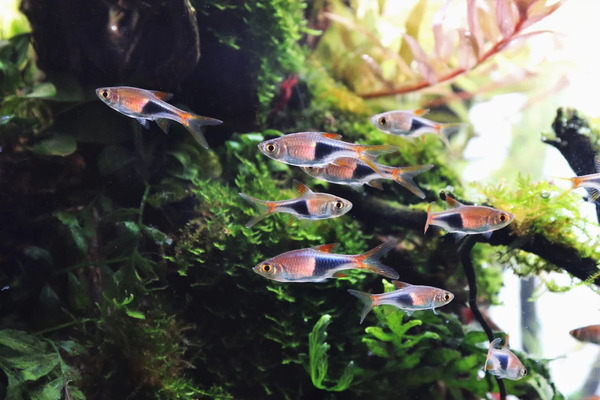 The ultimate guide to the best small freshwater fish for your aquarium