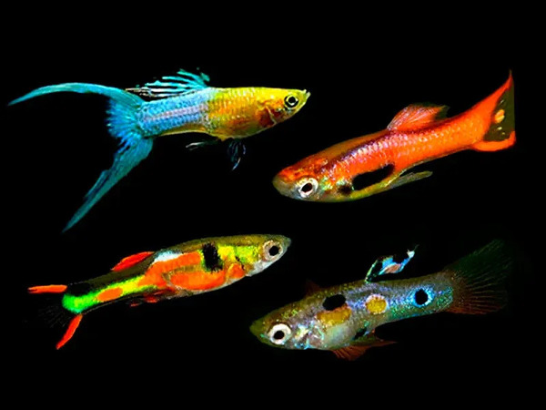 endler-guppy-assorted-male_turbo.jpg