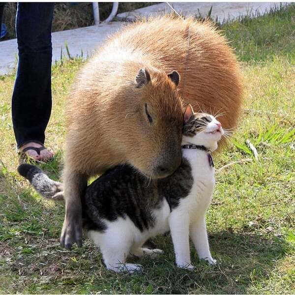 capybara: the rising star in the pet world