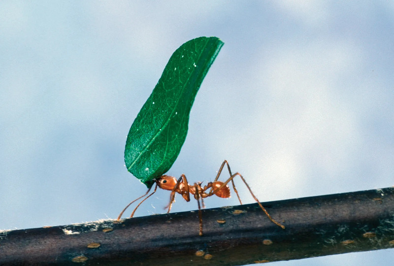 Are Animal Instincts Genetic? Unveiling the Mystery of Nature's Hardwiring